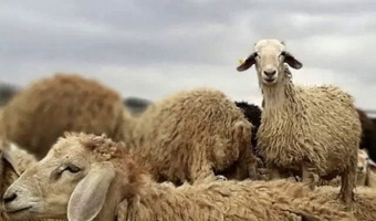 شناسایی ژن‌های سازگاری در دام‌های بومی پاسخ علمی به چالش تغییر اقلیم