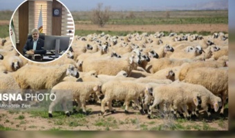 دام‌های بومی کشور شناسنامه‌دار می‌شوند