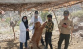 ثبت ملی بز سرخ جبال بارز کلید خورد
