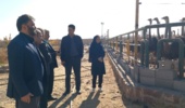 بازدید رئیس مؤسسه از ایستگاه تحقیقات علوم دامی شهید رضوی