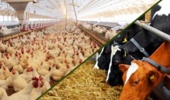 تحول در خوراک دام و طیور با تولید محرک رشد گیاهی میکروکپسوله