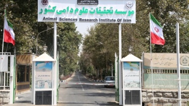 اجرای طرح های اثربخش ارتقای بهره وری دام های بومی