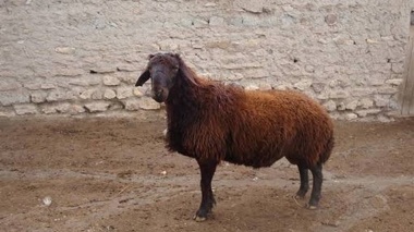 شناسایی دقیق‌ترین مدل رشد برای گوسفندان نژاد افشاری