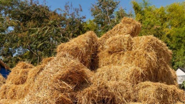 علوفه‌های زمستانه؛ راهکار مؤثر برای صرفه‌جویی در آب و کاهش هزینه خوراک دام