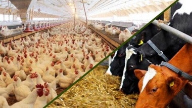 تحول در خوراک دام و طیور با تولید محرک رشد گیاهی میکروکپسوله