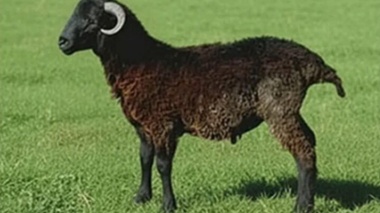 طراحی سامانه جامع مدیریت پرورش و اصلاح نژاد گوسفند زل در مؤسسه تحقیقات علوم دامی کشو