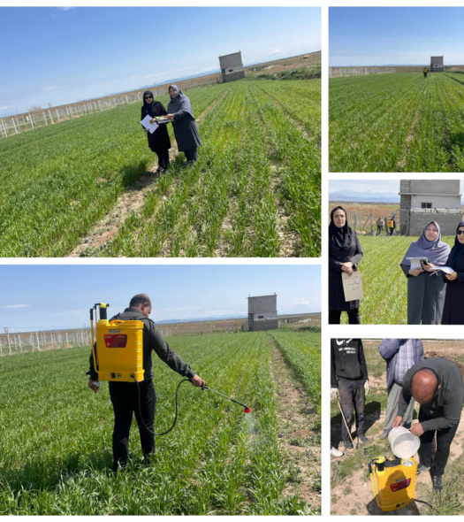 محلول پاشی کودی مزرعه گندم دیم در شهرستان‌ ارومیه