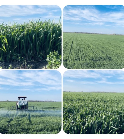 اتمام عملیات مبارزه با علف‌های هرز و آفات در ۱۵۰ هکتار گندم بذر مادری