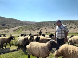 اجرای طرح بهبود مدیریت پرورش و استفاده از تکنیک های نوین تولید مثلی دام سبک در گله های عشایری استان ادامه دارد.