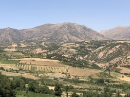 مرگ بلوط در سایه تاک، روایت یک تغییر خاموش در جنگل‌های زاگرس شمالی