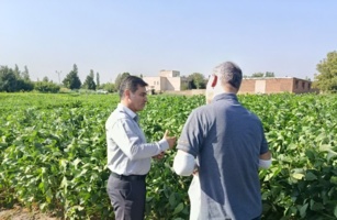 تولید بذور اولیه سویا در ایستگاه تحقیقاتی خوی