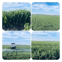 اتمام عملیات مبارزه با علف‌های هرز و آفات در ۱۵۰ هکتار گندم بذر مادری