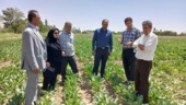 بازدید معاونت تولیدات گیاهی سازمان جهاد کشاورزی از طرح‌های تحقیقاتی بخش چغندر قند و واحد بوجاریبذور گواهی شده گندم
