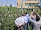 کارگاه آموزشی مدیریت باغات سیب در دوره خواب در ارومیه برگزار شد
