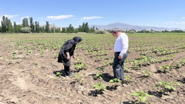 بازدید از مزرعه آزمایشی آفتابگردان در خوی با هدف بررسی تراکم جمعیت دانه‌خوار آفتابگردان