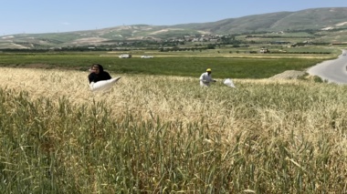 جمع‌آوری پوره سن از مزارع گندم آذربایجان غربی جهت بررسی اثر آن بر ویژگی‌های ریولوژیک دانه‌ها