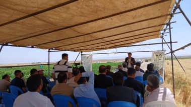 معرفی پتانسیل ارقام هیبرید داخلی چغندرقند در شهرستان پلدشت