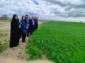 بازدید میدانی از مزارع بذری در ایستگاه تحقیقات کشاورزی میاندوآب