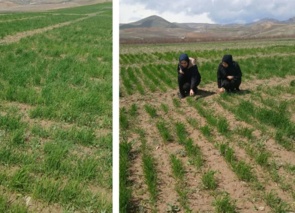 بازدید اعضای هیأت علمی بخش تحقیقات خاک و‌ آب مرکز آذربایجان غربی از ایستگاه دیم خرم‌آباد