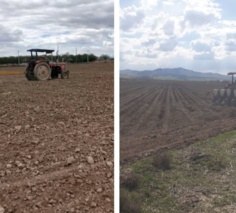 کاشت ۴۶ هکتار چغندر قند در پردیس کشاورزی میاندوآب