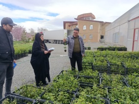 ارزیابی کیفی محموله صادراتی کشت بافتی پیش از ارسال به افغانستان