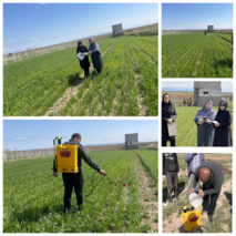 محلول پاشی کودی مزرعه گندم دیم در شهرستان‌ ارومیه