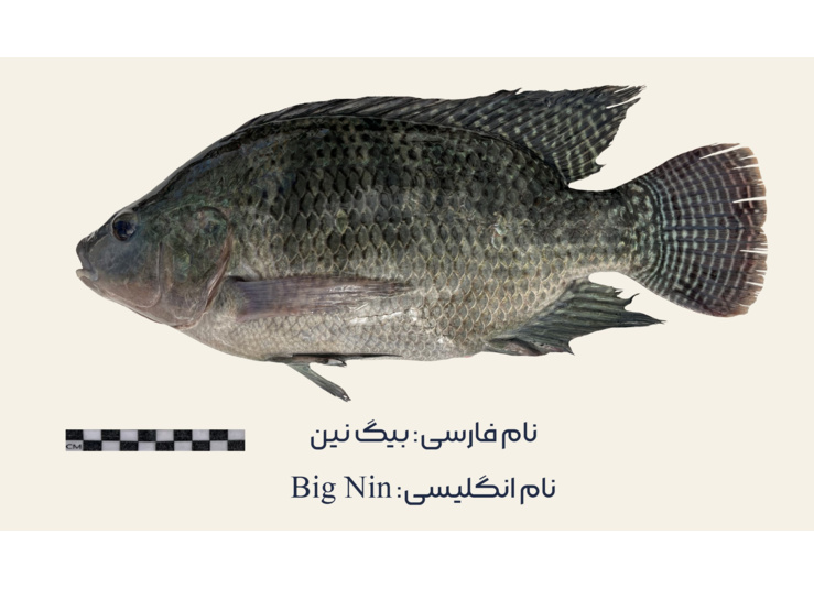 سویه‌های تجاری تیلاپیا در مرکز