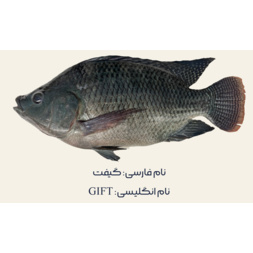 بانک ژنی سویه های تجاری تیلاپیا در مرکز