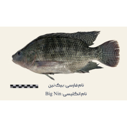BigNin