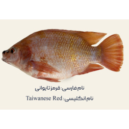 Tawi Red