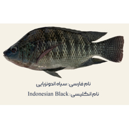 Ind Black