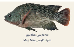 سویه‌های تجاری تیلاپیا در مرکز