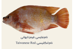 سویه‌های تجاری تیلاپیا در مرکز
