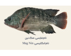 بانک ژنی سویه‌های تجاری تیلاپیای نیل در مرکز