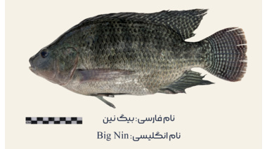 بانک ژنی سویه‌های تجاری تیلاپیای نیل در مرکز