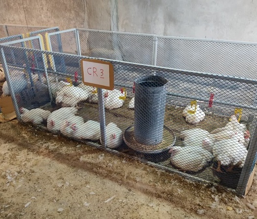 ارائه دستاورد نوین در صنعت پرورش طیور