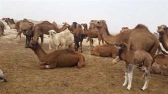 طی نشستی مشکلات شترداران استان بوشهر بررسی شد