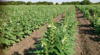 توسعه کشت کنجد در مناطق خشک به‌عنوان راهکاری پایدار در کشاورزی ایران