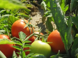 برگزاری دوره آموزش مدیریت تغذیه گوجه فرنگی