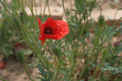 رویش شقایق در محوطه ایستگاه چهارتخته