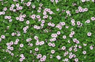 معرفی جایگزین چمن با گیاه «فیله آ» راه‌حلی پایدار و کم‌آب‌بر برای فضای سبز ایران