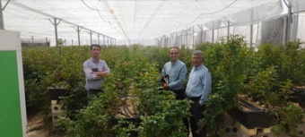 بازدید از گلخانه تولید گیاهان زینتی و گل رز
