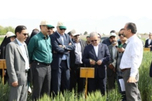 تکیه بر گندم‌های اقلیمی در حضور دو معاون وزیر؛ از الماس سردسیر تا ذوالقدر گرم‌دوست