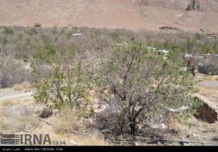 در احداث باغ‌های جدید از ارقام مقاوم به خشکی استفاده شود
