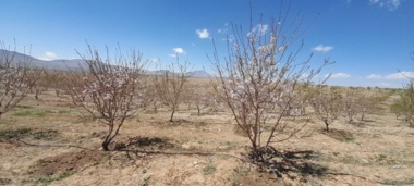 احداث ۴ هکتار باغ بادام در ایستگاه تحقیقاتی سوادجان با هدف توسعه کشاورزی نوین