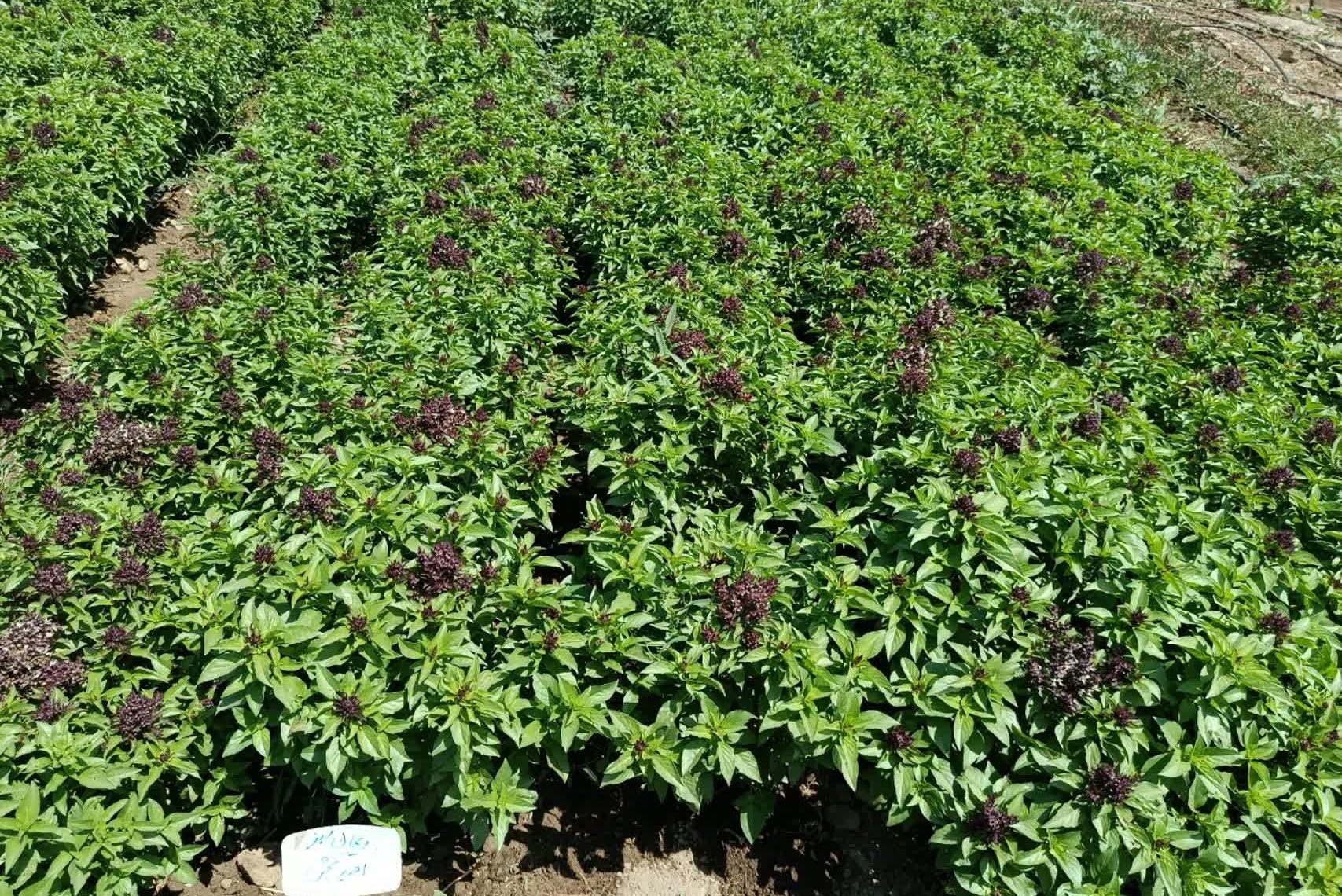 مزرعه پرورش و تکثیر گونه ای ریحان سبز بومی ایران