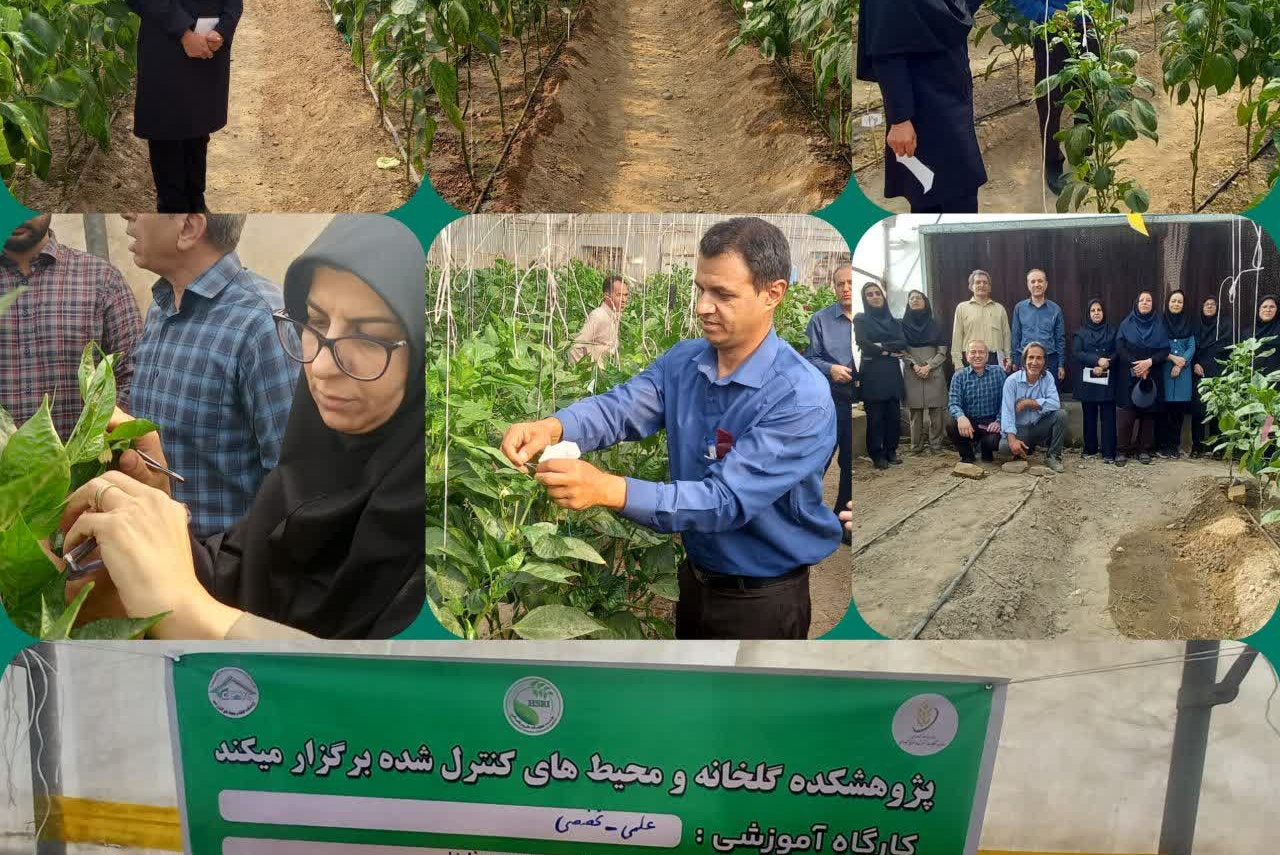 گارگاه آموزشی تولید بذر هیبرید فلفل گلخانه ای