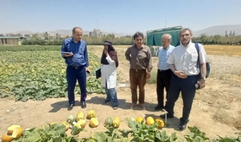 بازدید ریاست محترم پژوهشکده گلخانه و محیط های کنترل شده از پروژه DUS کدو آجیلی هیبرید