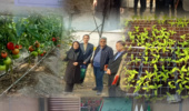 گروه نظارت و ارزشیابی موسسه تحقیقات علوم باغبانی از پروژه های در دست اجرا در پژوهشکده گلخانه و محیط های کنترل شده بازدید کردند