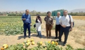 بازدید ریاست محترم پژوهشکده گلخانه و محیط های کنترل شده از پروژه DUS کدو آجیلی هیبرید